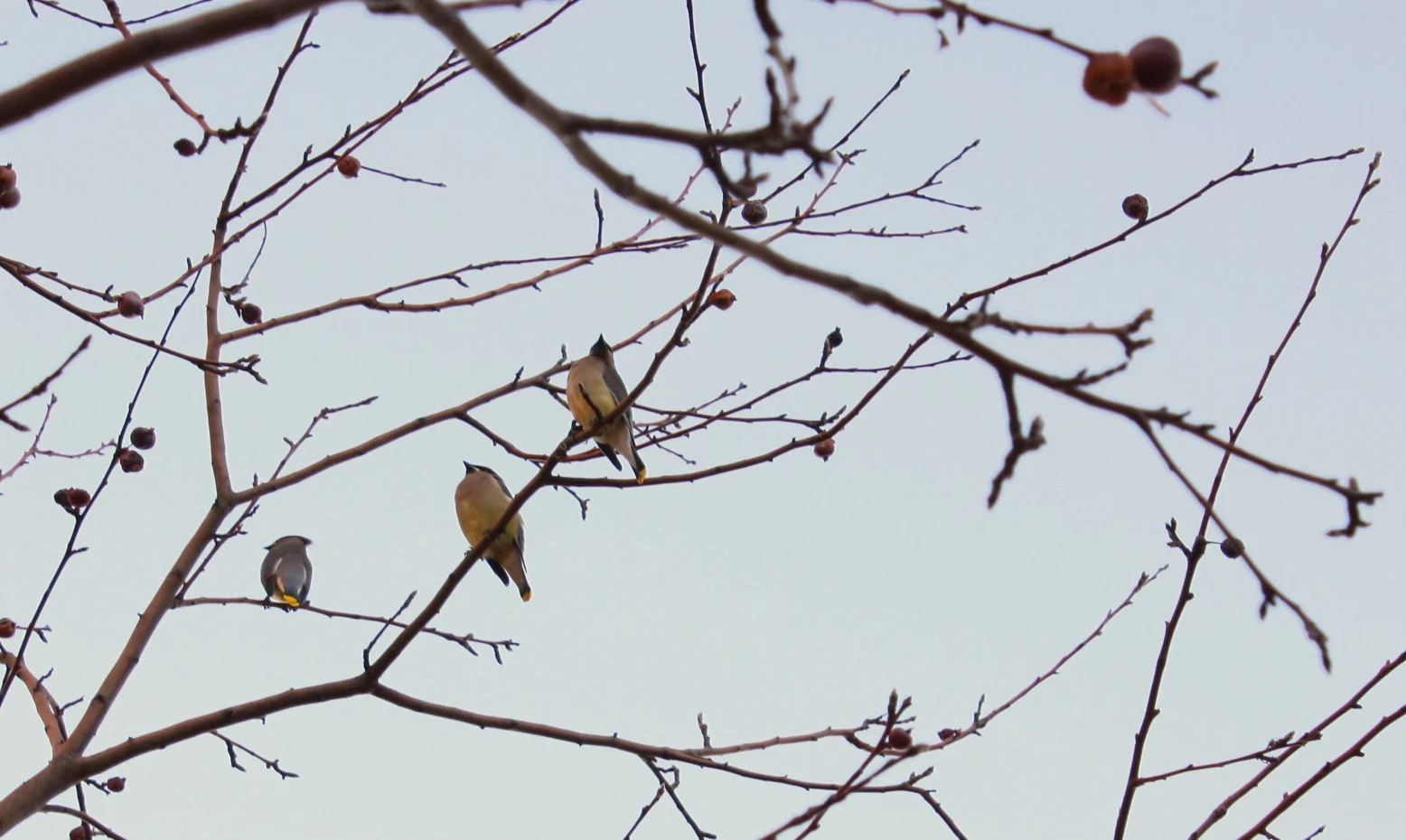  Next morning, some cedar waxwings on the trees outside the hotel. I hadn't seen a single one all last year in Seattle. 
