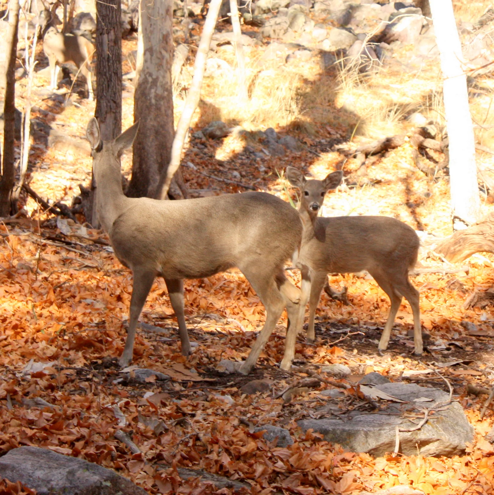  But I only ran into these Coues white tail deer. Note the dad deer in the upper left. 