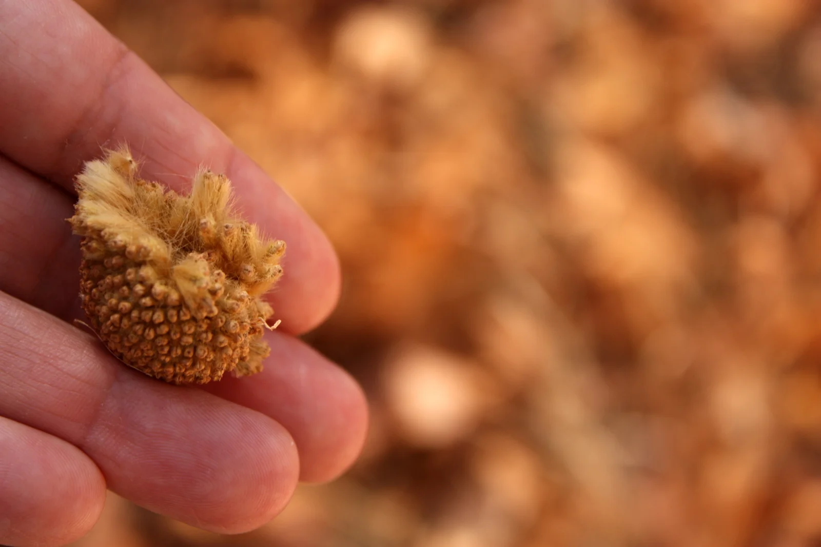  A fluffy sycamore seed pod 