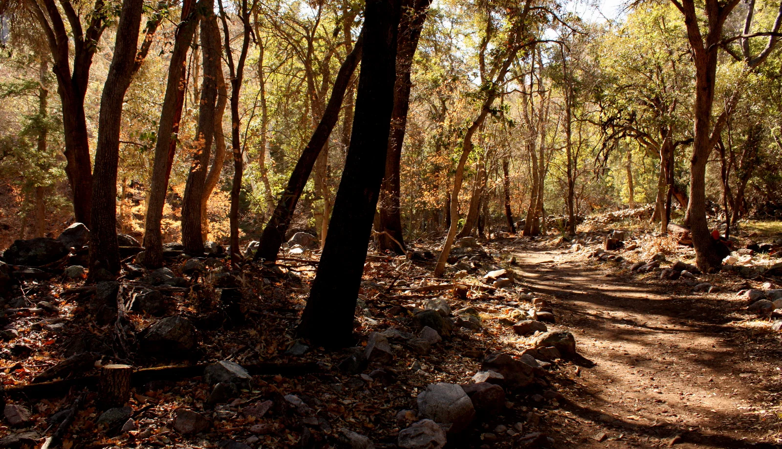  Down to Sierra Vista to the Nature Conservancy Ramsey Canyon Preserve 