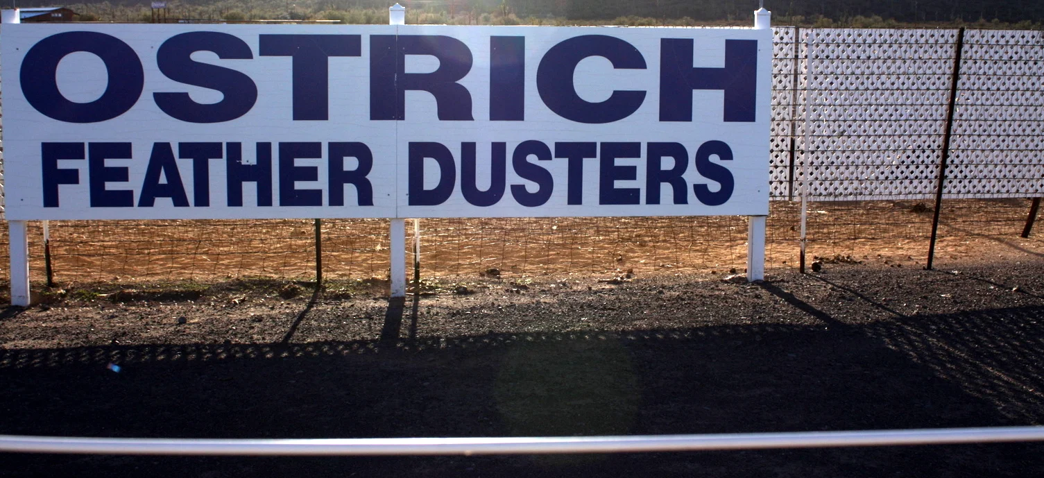  I didn't see a single bird at the Nature Conservancy, so I thought I would stop at the ostrich farm that I'd passed a hundred times back when I used to live in AZ. For the hell of it. But it looked like they charged a fee to look at them and I wasn'