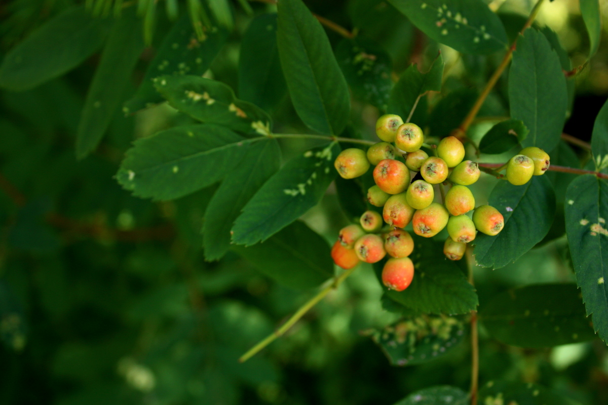   I warned my dad I'd probably be annoying, pointing out plants I've recently learned. But on the way in to the trail, he asked me what this plant is...and it's not one I knew yet. After our walk, I tracked it down: it's Sitka mountain-ash (Sorbus si