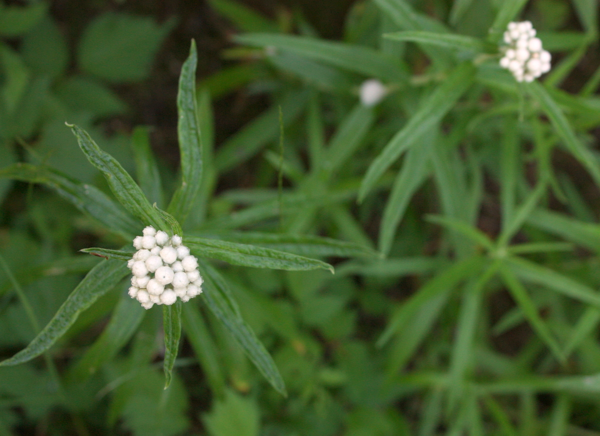   Pearly everlasting    Then he asked me about these white flowers. Also didn't know! I know now that they are Anaphalis/Pearly everlasting.  