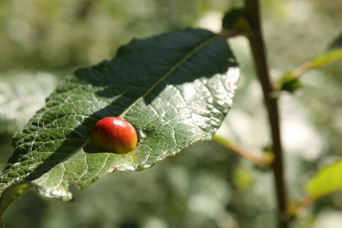   We saw many of these growths on plant leaves, which I believe are galls, and based on this post on Bugnet, I think this might be a Pontania sawfly gall.&nbsp;  bugguide.net/node/view/528293  