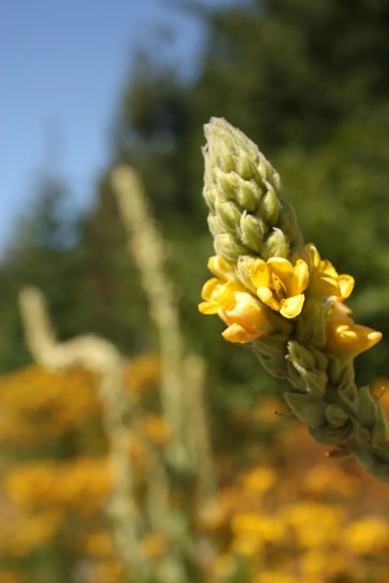   Mullein (Verbascum thapsus)  