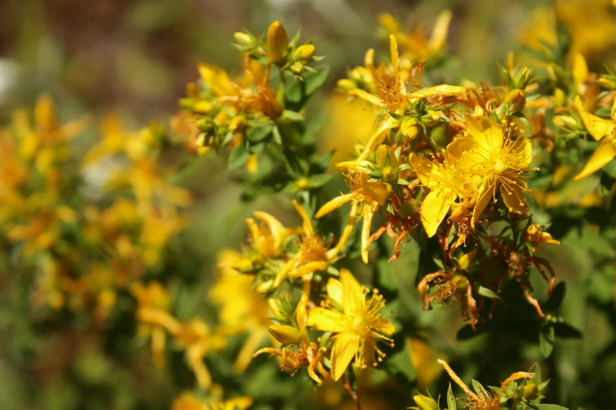   St. John's Wort (Hypericum perforatum)  