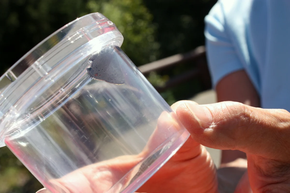   I thought this picture was going to turn out a little better than it did...and I also thought I'd remember the name of the butterfly! This was a little guy with a blue back (he wouldn't open up so we could see), and a gray underside with an orange 