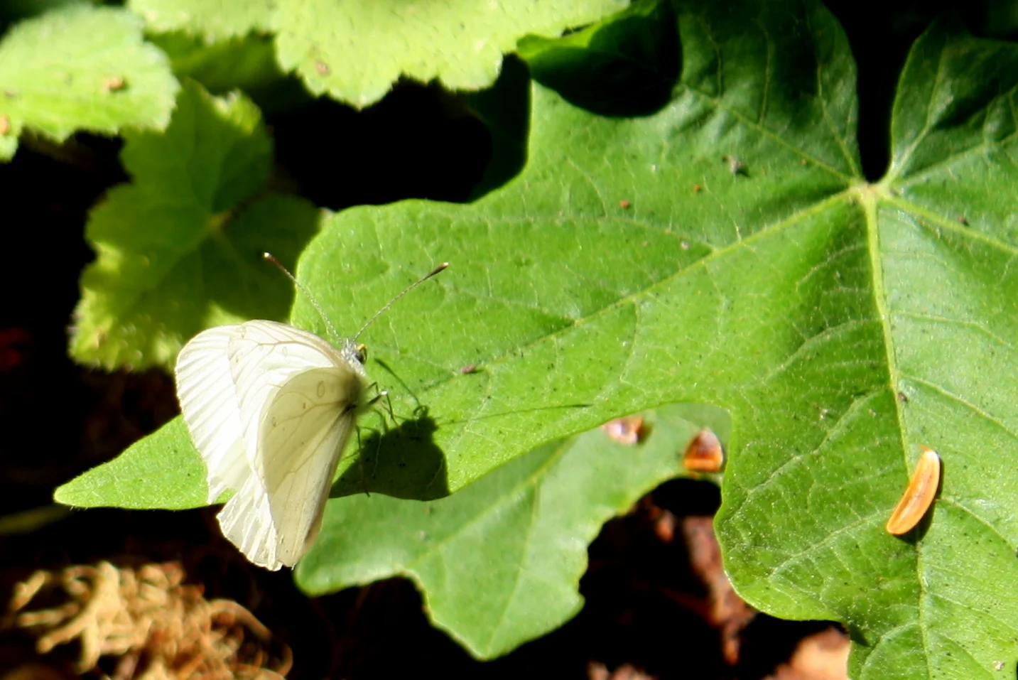  I am not quite sure what this butterfly is - I think maybe a Cabbage White? - but it kept flying along with me on the trail. I recognize it was just probably terrified and was trying to fly AHEAD of me, nevertheless, it added a bit of a Disney exper