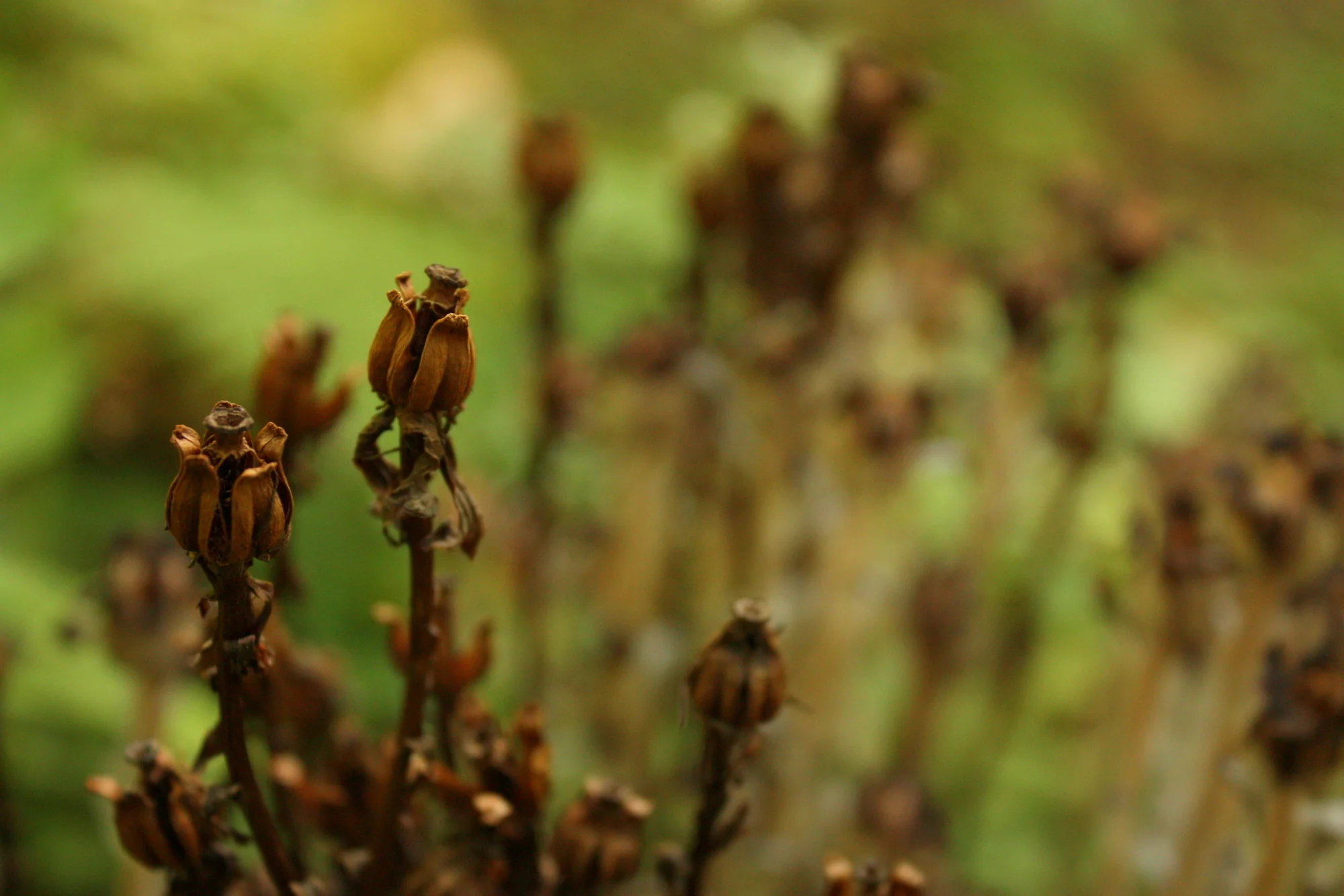  Since the campground is closed, the lane and pads that used to be where car campers drove and park are deserted, adding a slightly...post-apocalyptic and/or horror movie type feel to that section of the park (if you tend towards the dramatic). I was