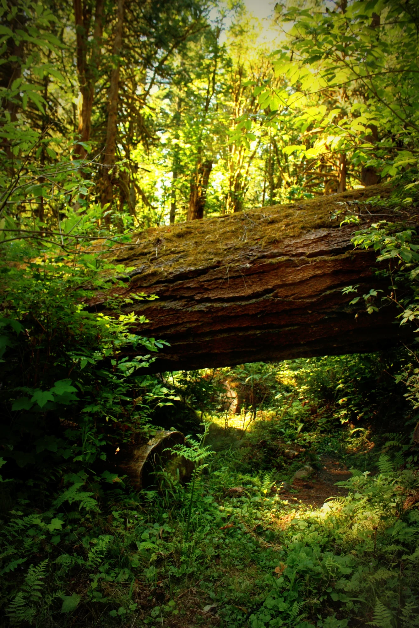  The campground at the park was already shut down due to risk of falling trees. In November of 2010, the longer Evergreen Trail was rendered impassable by trees blown down in a storm. It's possible it's been fixed by now, but after landing in a nettl