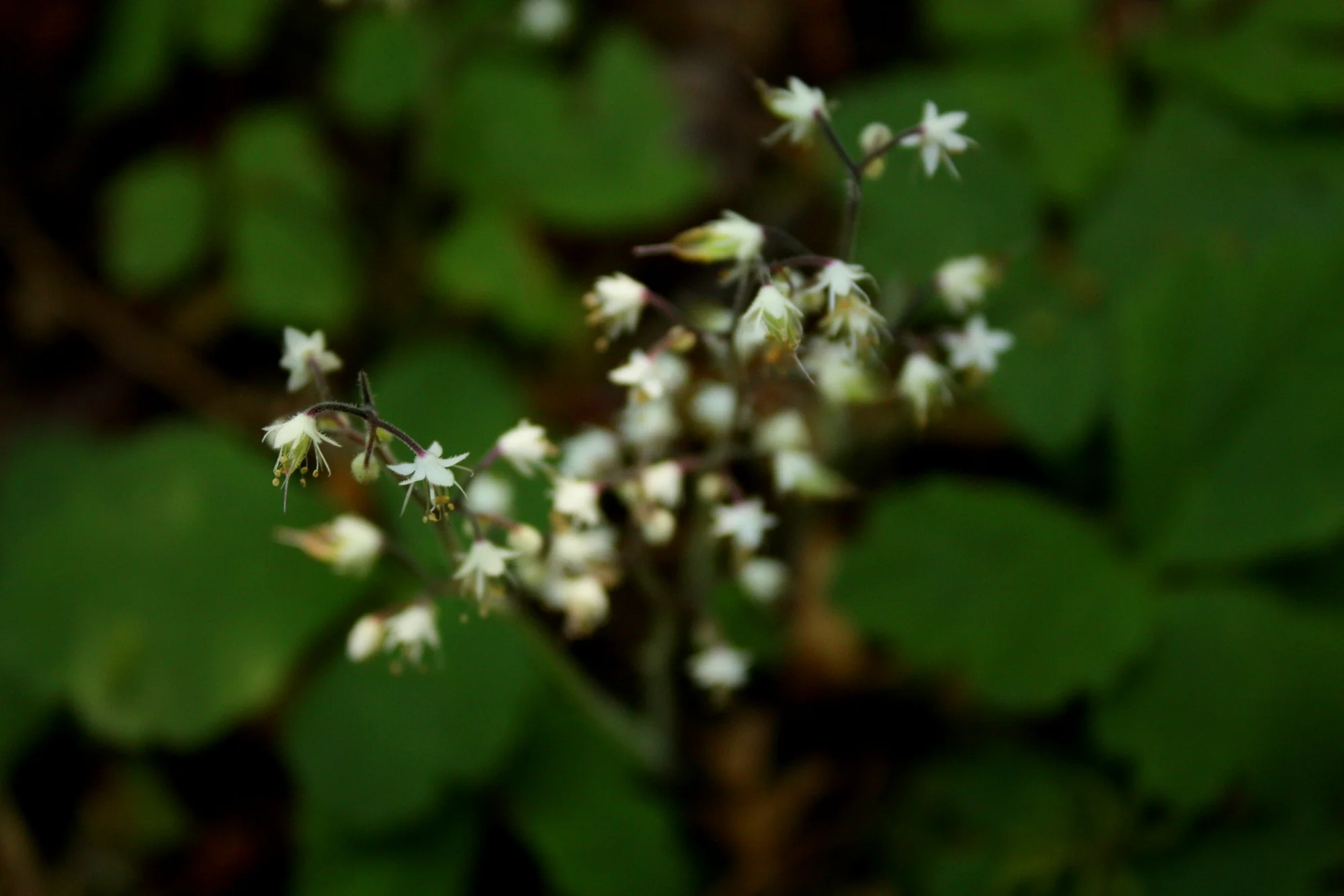  Foamflower (Tiarella trifoliata) 