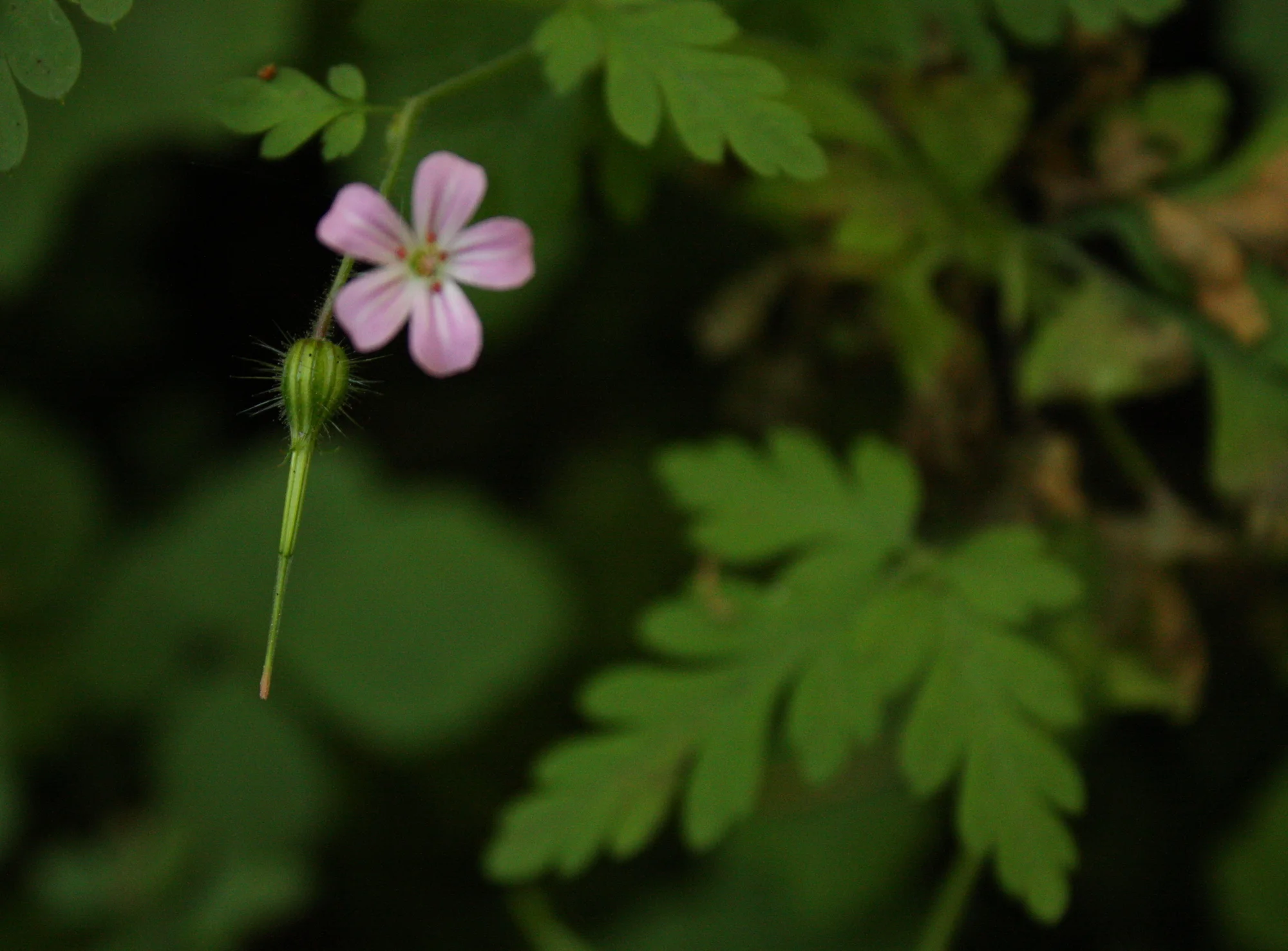  I'd been seeing the herb-robert (aka Stinky Bob or Death come quickly; Latin name Geranium robertianum) all summer, but on this trip, started seeing this little lance-like seed capsule. In looking it up after the hike, I learned this capsule gives t