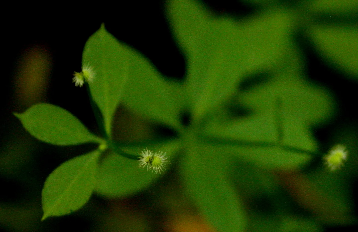  Sweet-scented bedstraw (Galium triflorum) 