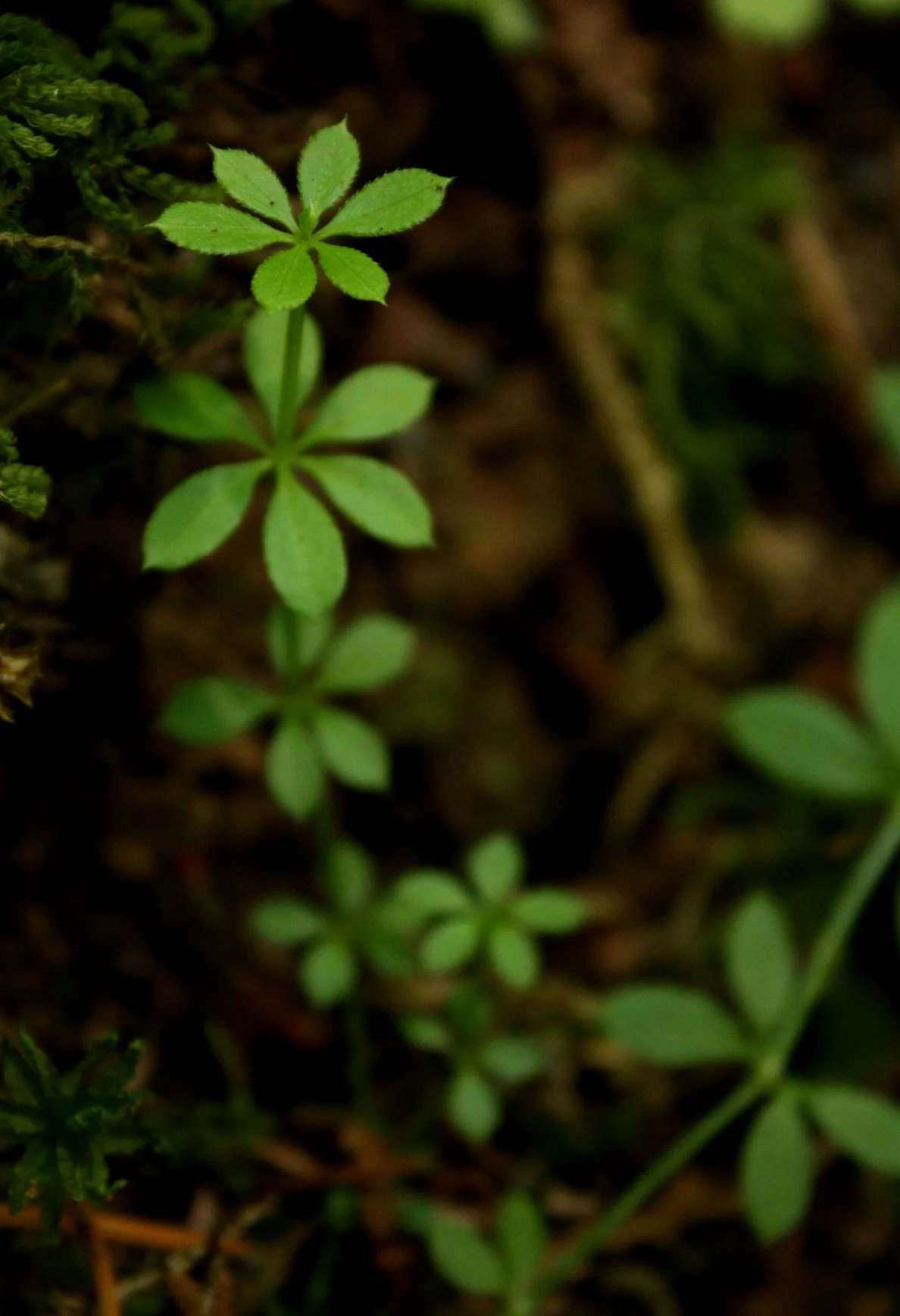  Sweet-scented bedstraw (Galium triflorum). 