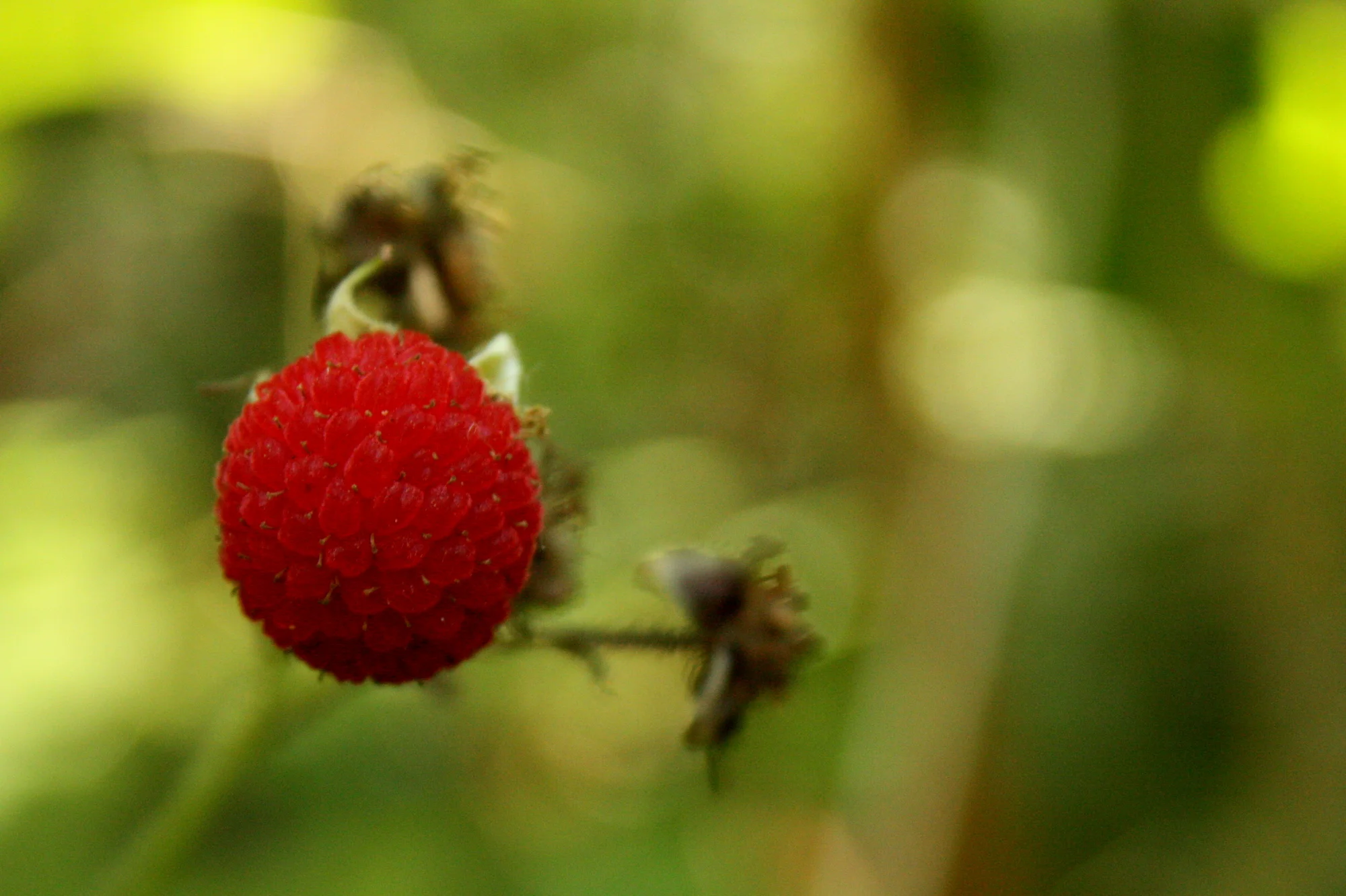  But on to encounters with more cheerful flora, like this lone ripe thimbleberry that I saw and ate. 