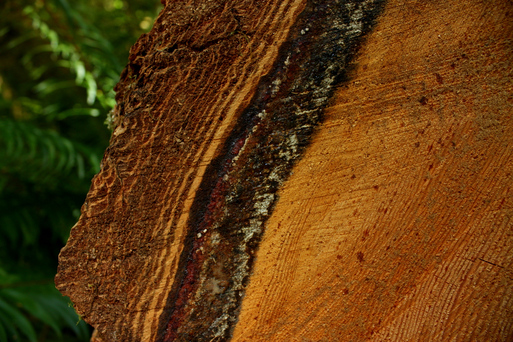  The path through the fallen trees will give you many opportunities to examine the rings of the trunks. 