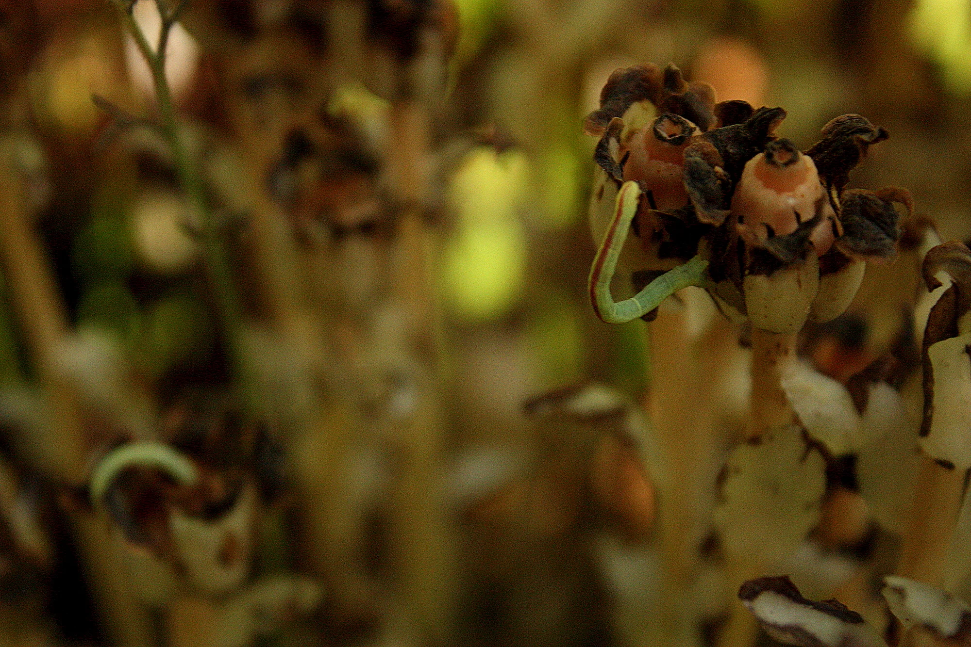 Also creepy: the remaining live ones had these worms coming out of them. But the worms were completely still, as though they all tried to eat this weird plant and died simultaneously. 