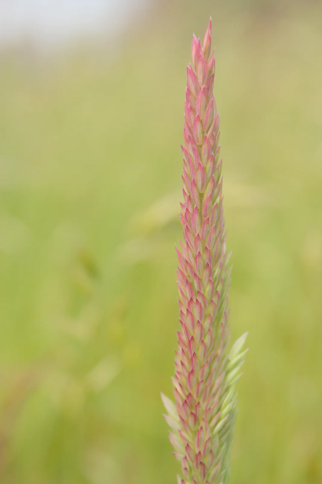 grasses-003.JPG