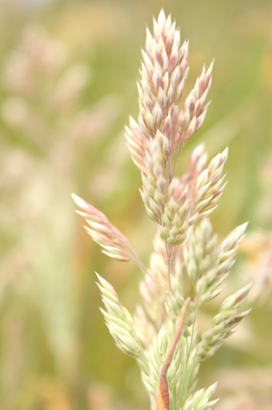 grasses-002.JPG