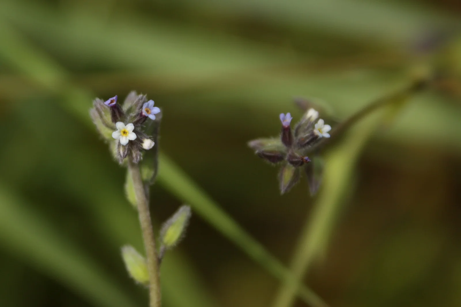  Changing forget-me-not (Myosotis discolor - Boraginaceae family). Teeny 