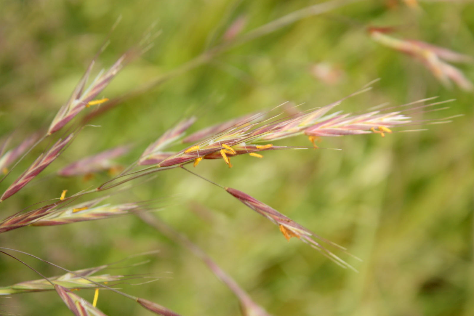grasses-006.JPG