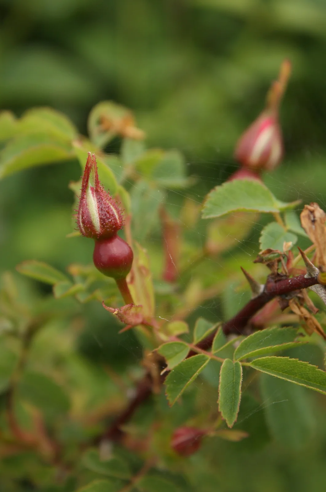  Rosehip in process, not sure what kind. Inferior ovary. 