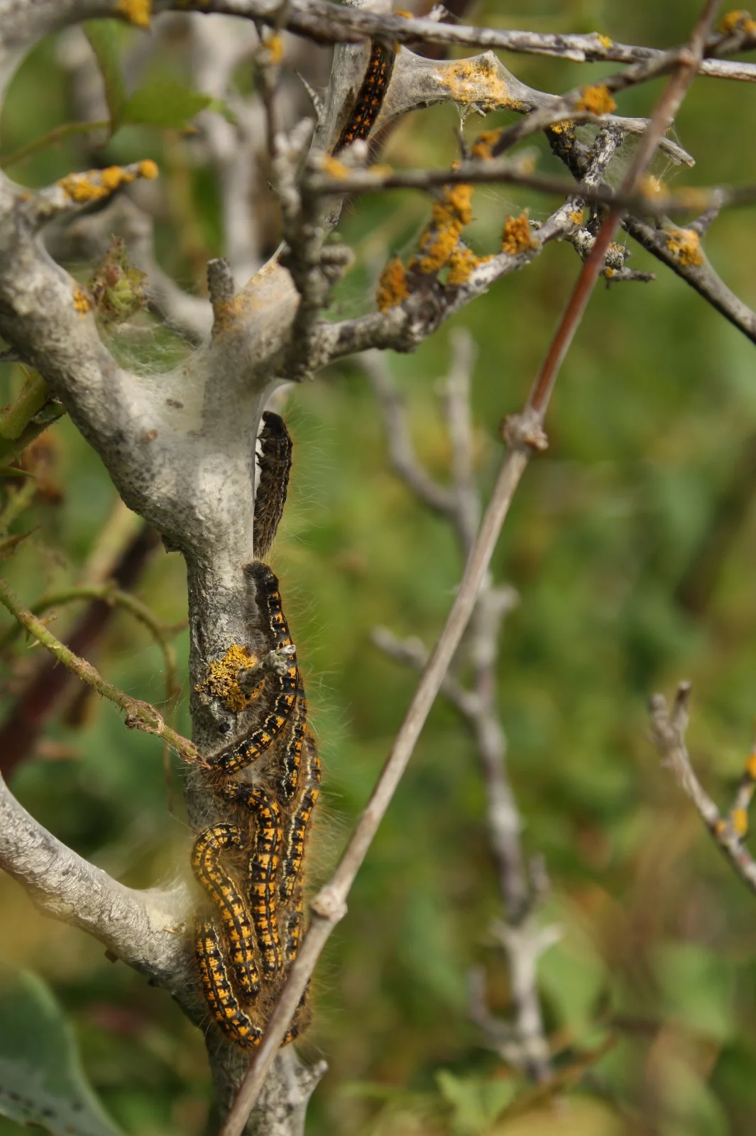  Tent moths moving towards their clump. 