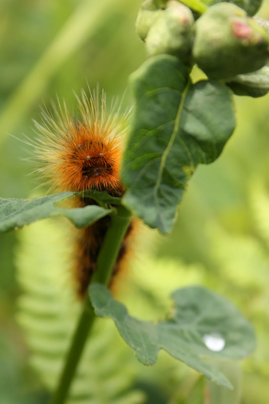 woolly caterpillar.JPG