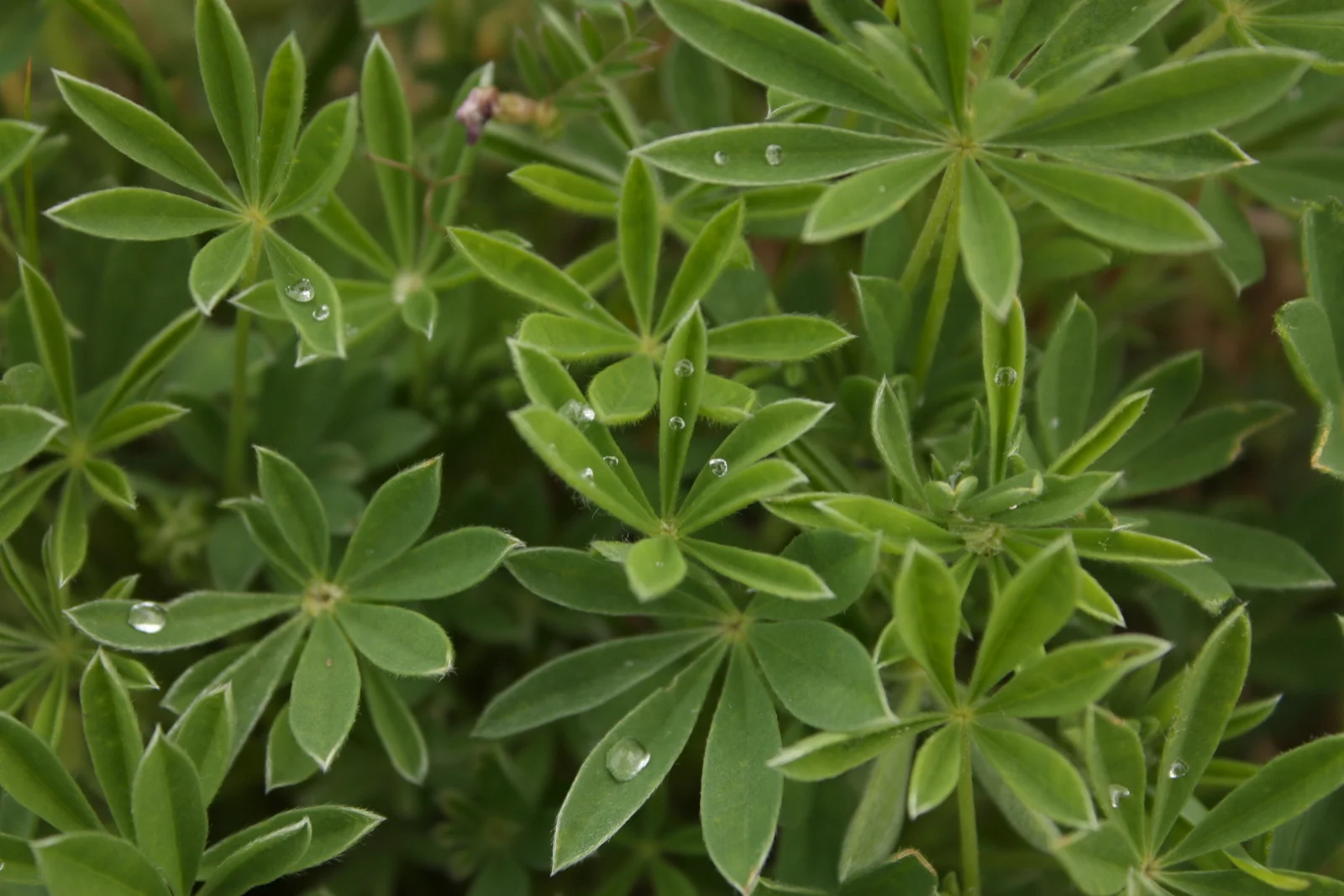  lupine leaves 