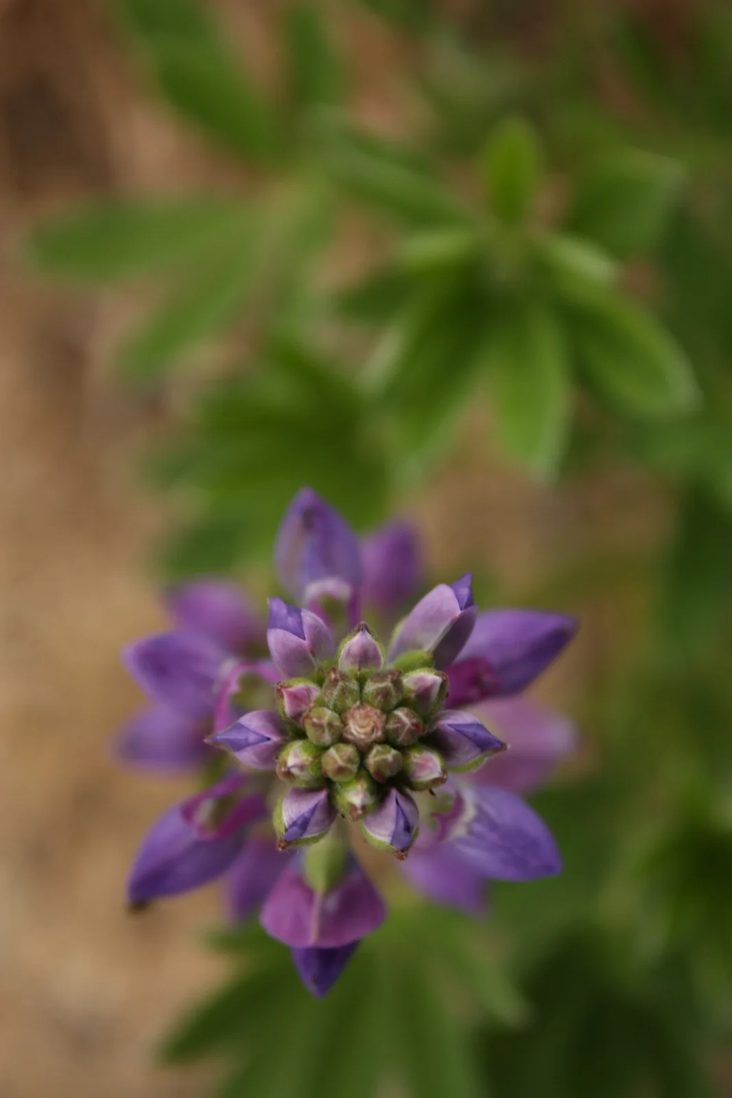  Lupine, not sure what kind. 