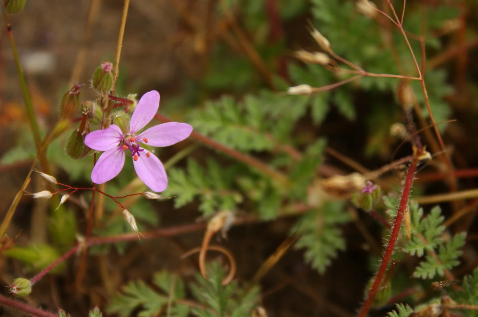  I believe this is common stork's-bill (Erodium cicutarium - Geraniaceae)... 