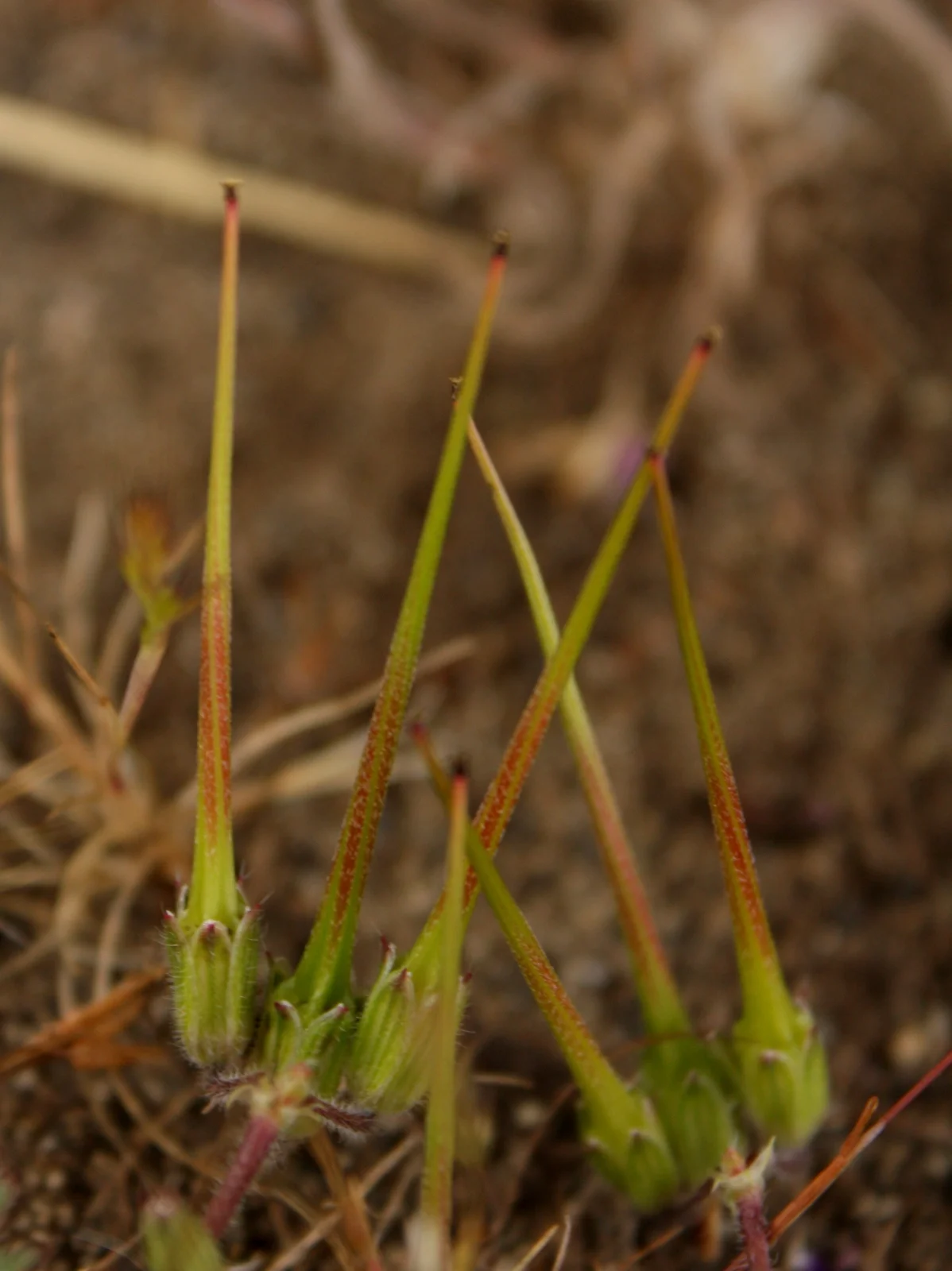  ...so named for its stork's bill-shaped fruit. 