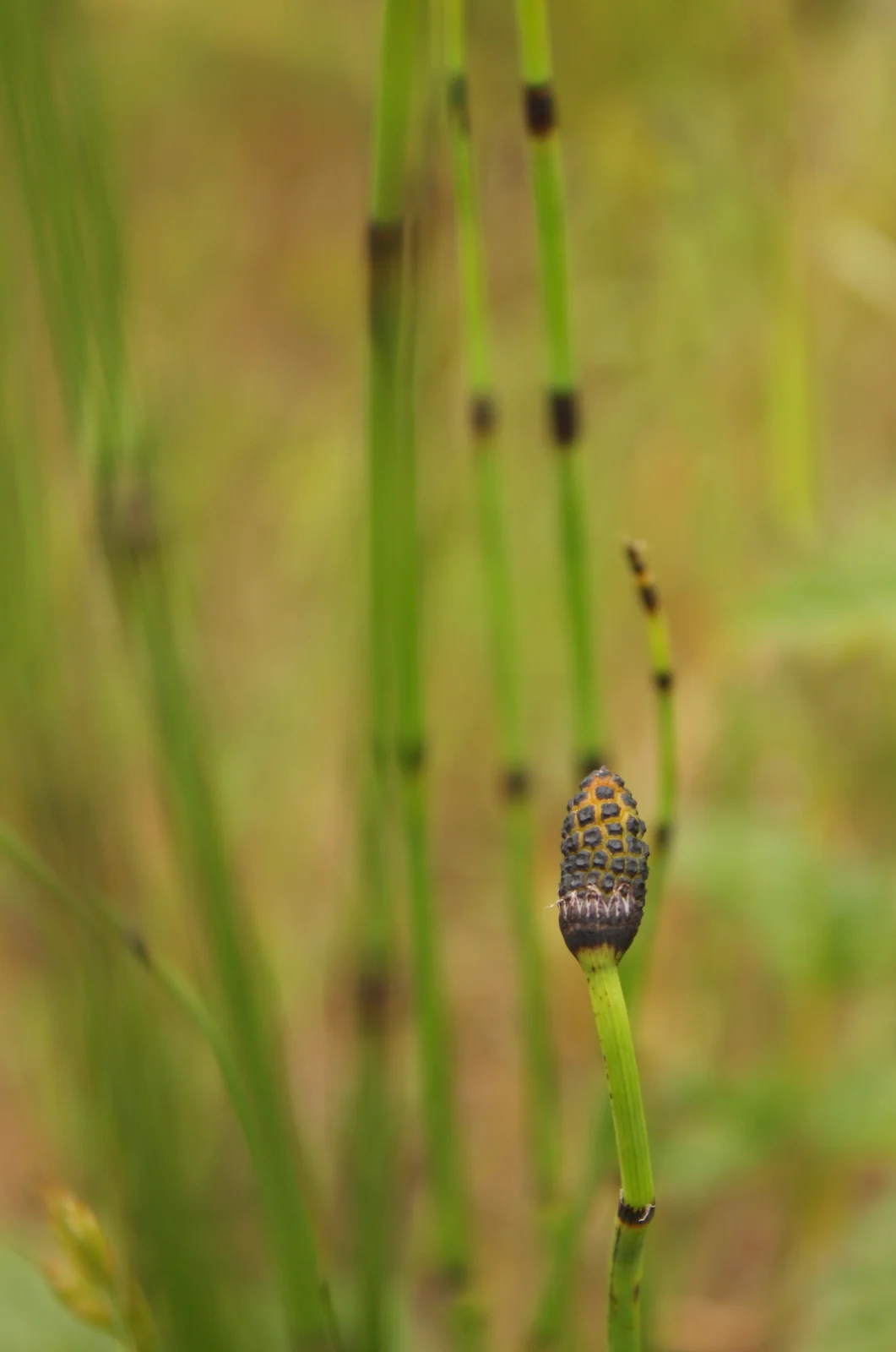  Scouring-rush (Equisetum hyemale) 