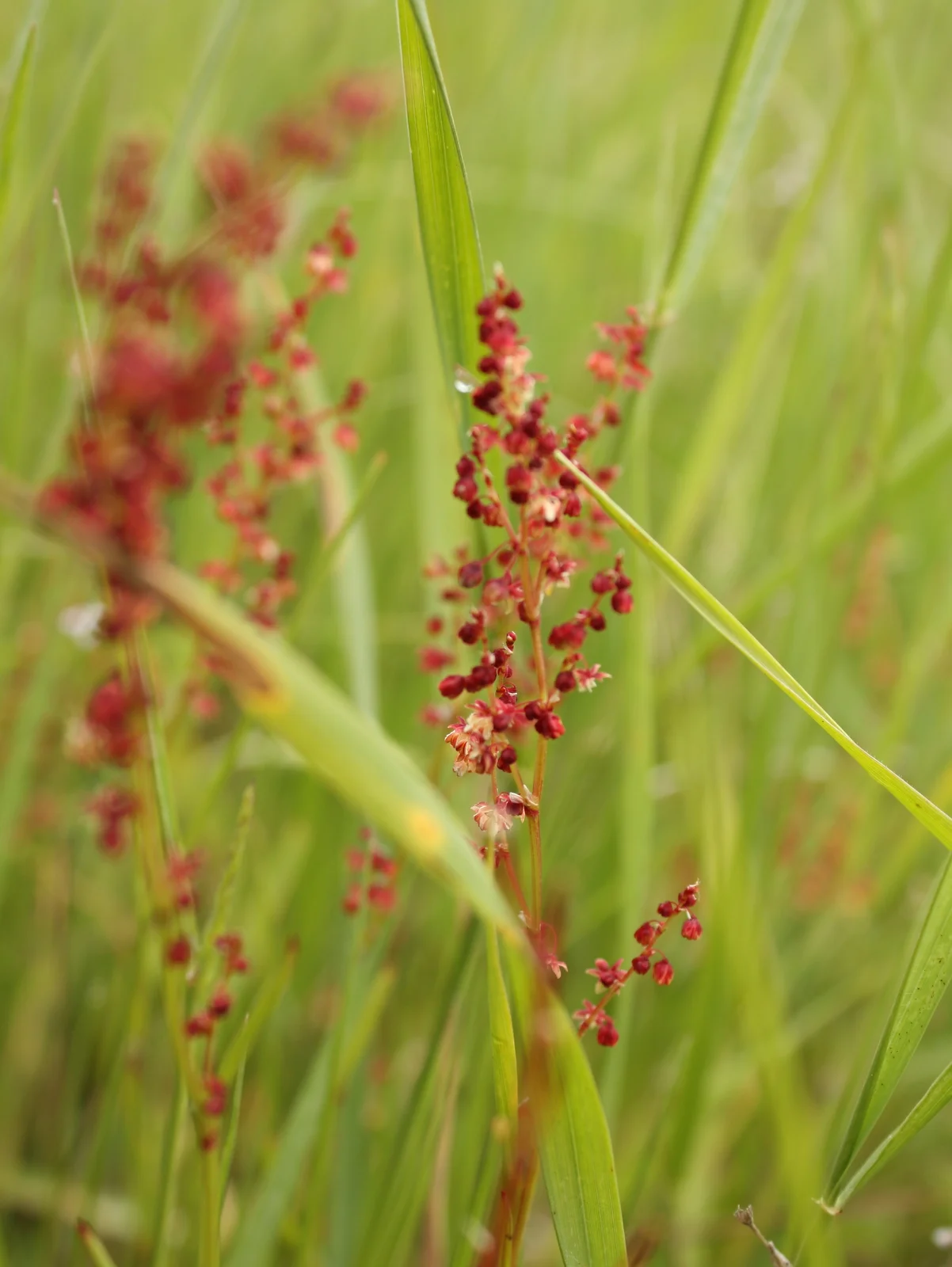  Sheep sorrel (Rumex acetosella - Polygonaceae family) 