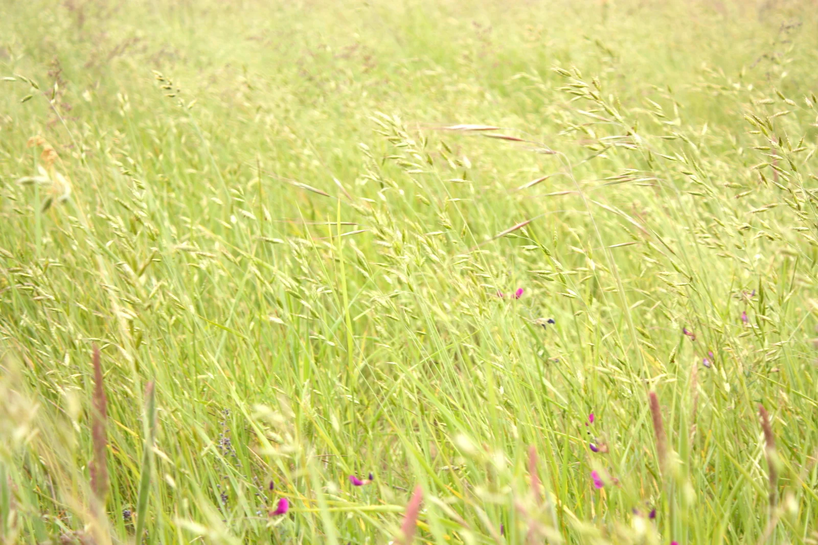  It was too windy and so most of my pictures of grasses didn't really turn out but the plants were so pretty I'm including them anyway. 