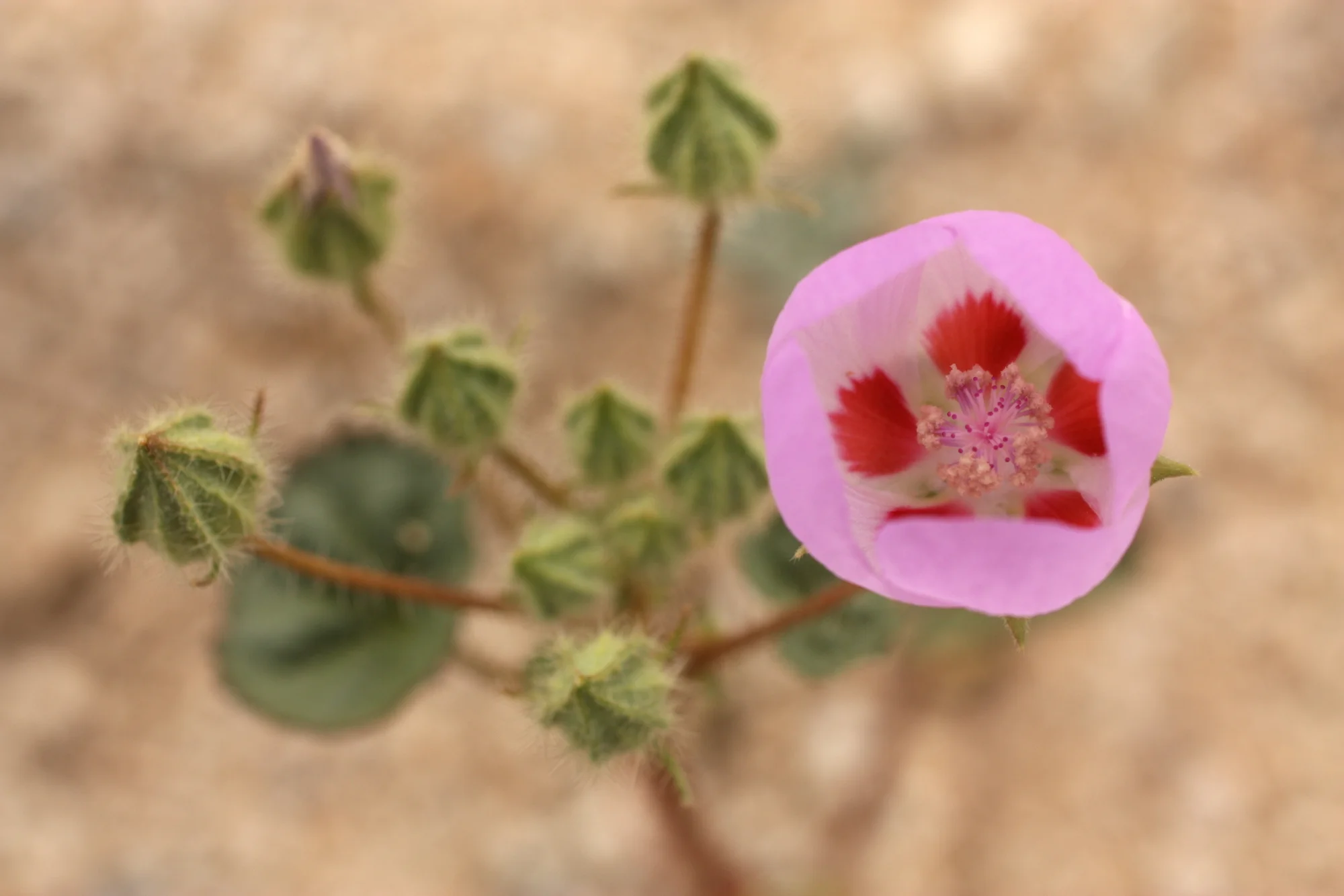 Califlora, Califauna