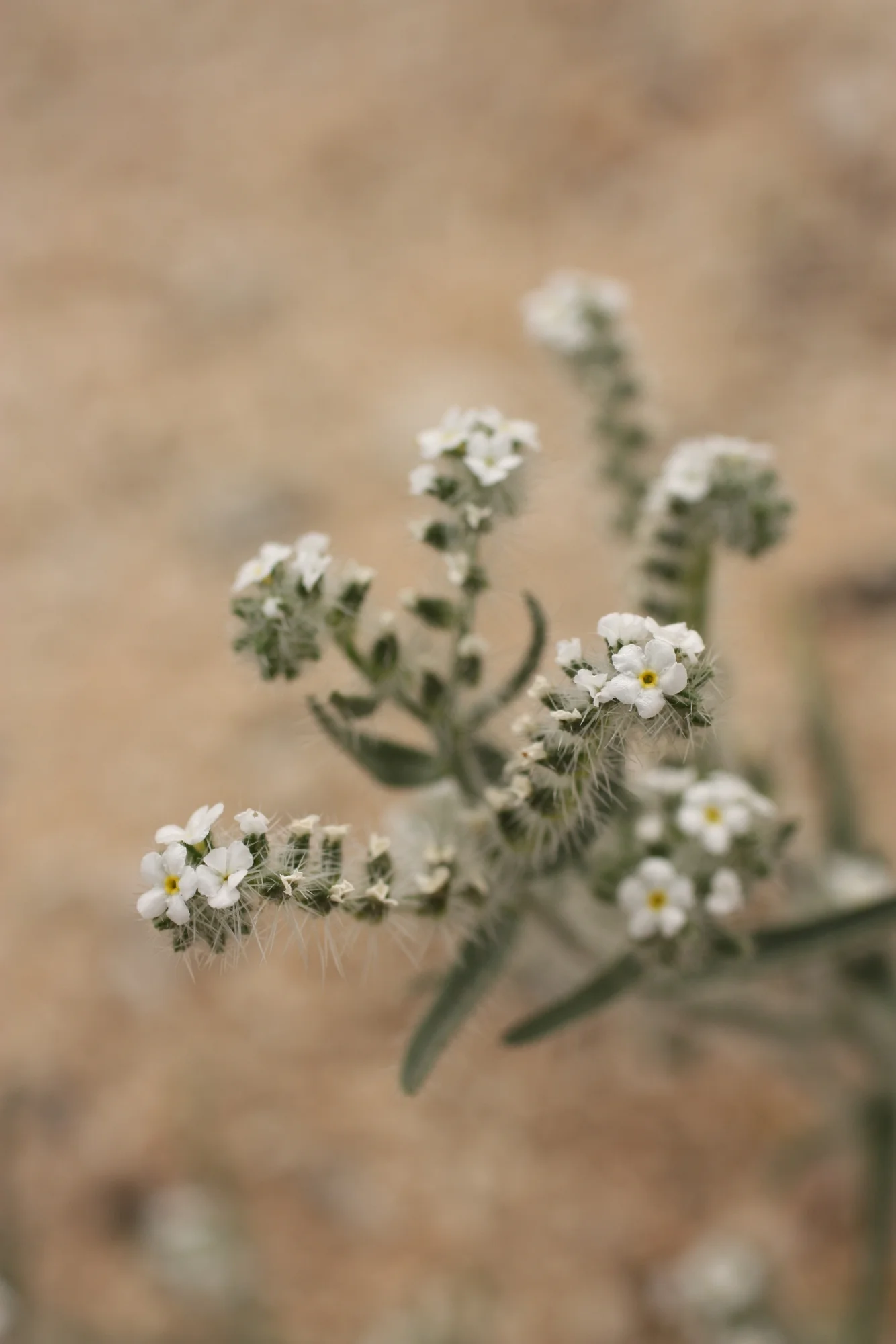  Not exactly sure but pretty sure it's Boraginaceae and maybe in the Cryptantha genus. 