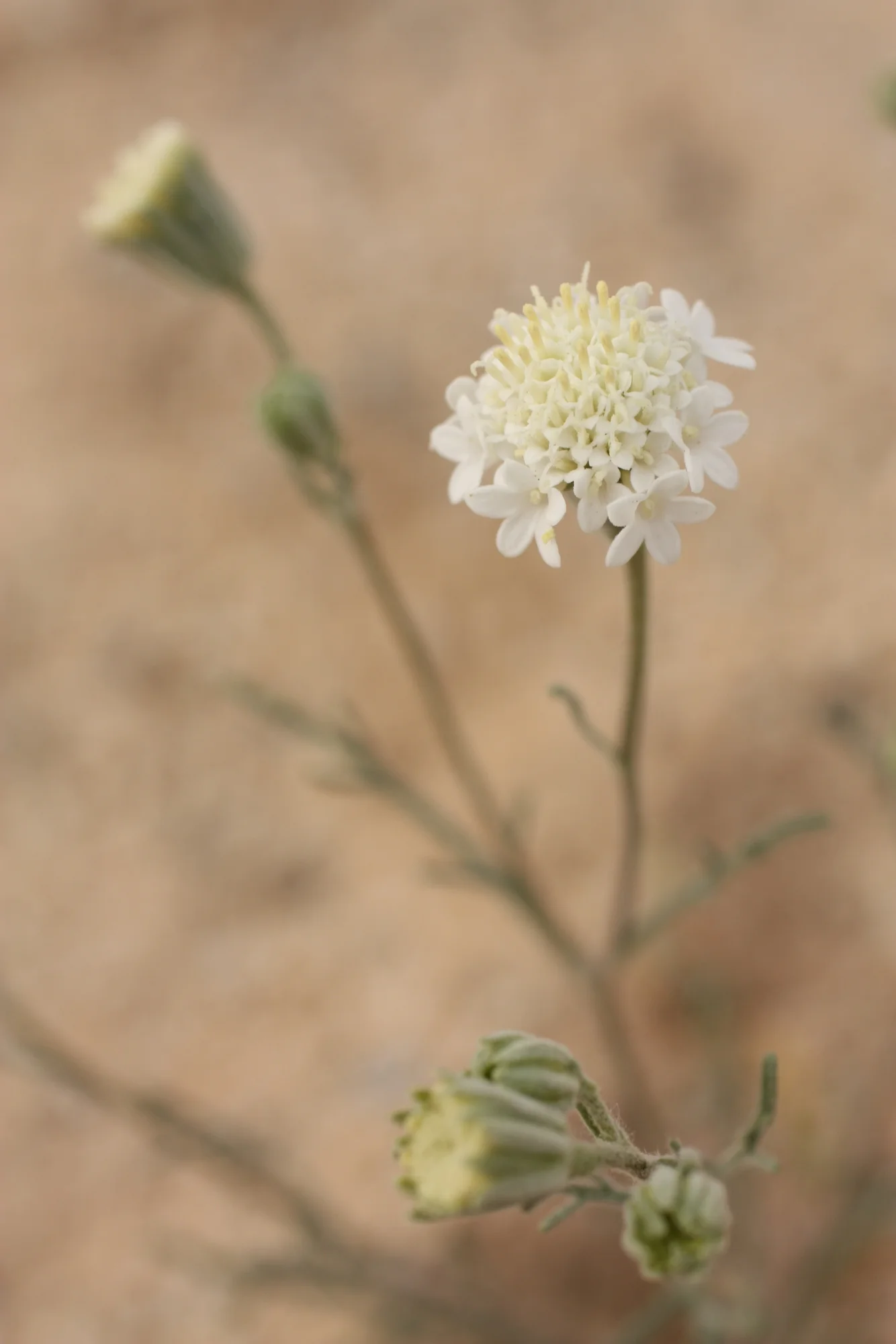  Not sure...maybe Desert pincushion? (Chaenactis stevioides)0 