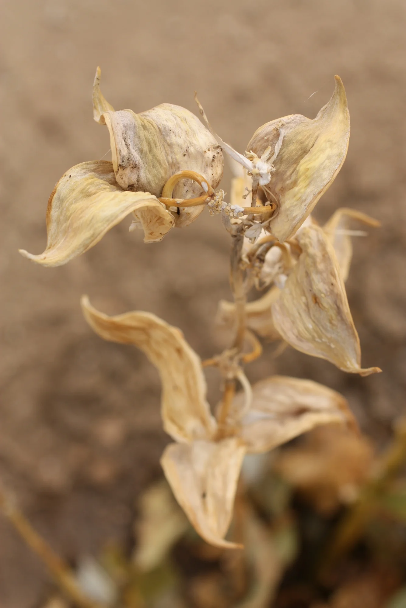  I didn't see any desert lilies at the Desert Lily Sanctuary, but I think maybe this is a dried up lily plant from the previous year. 