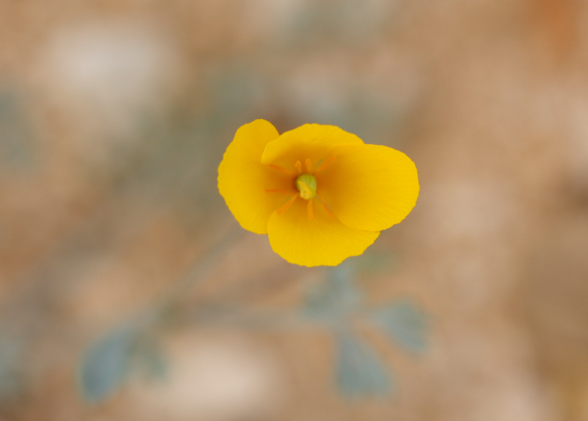  Another view of the possible poppy. 