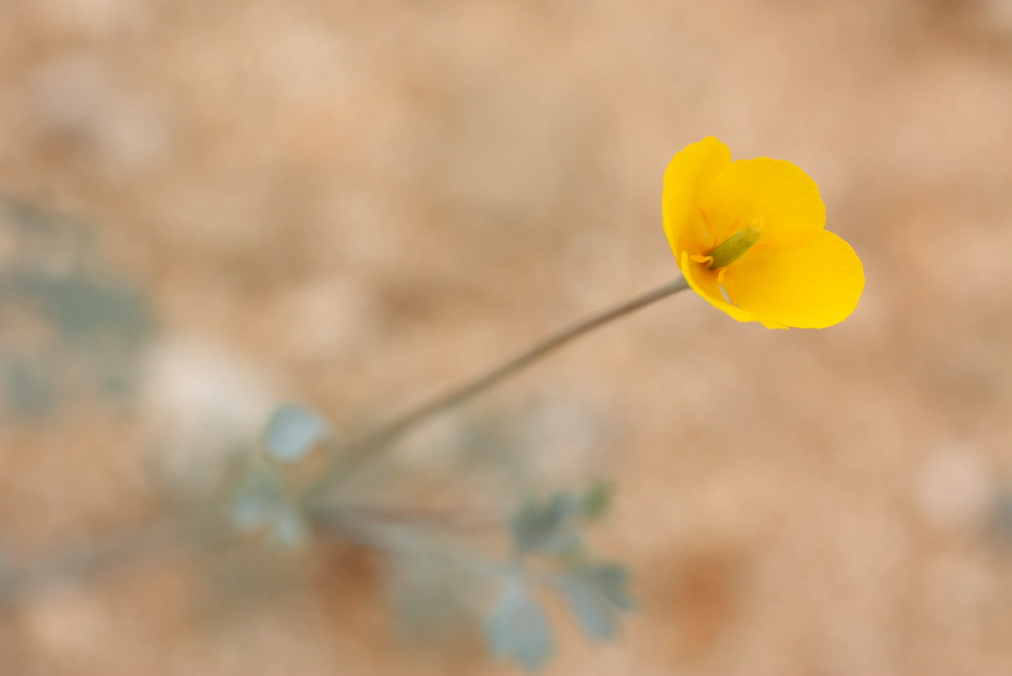  Maybe Coville's Pygmy Poppy (Eschscholzia minutiflora ssp. covillei) 