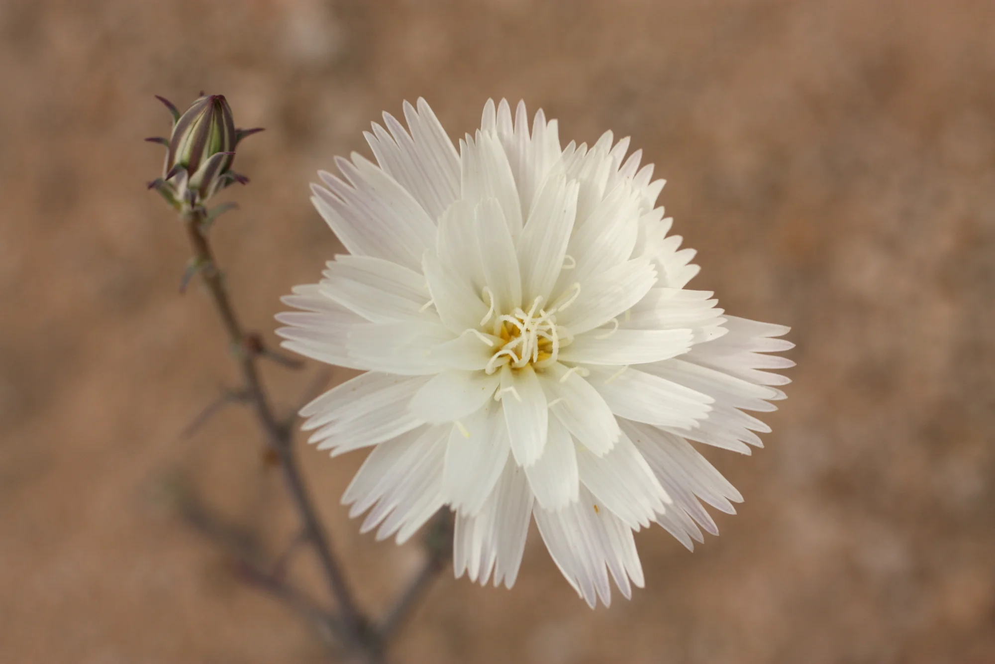 Maybe Desert Chicory? (Rafinesquia neomexicana) 