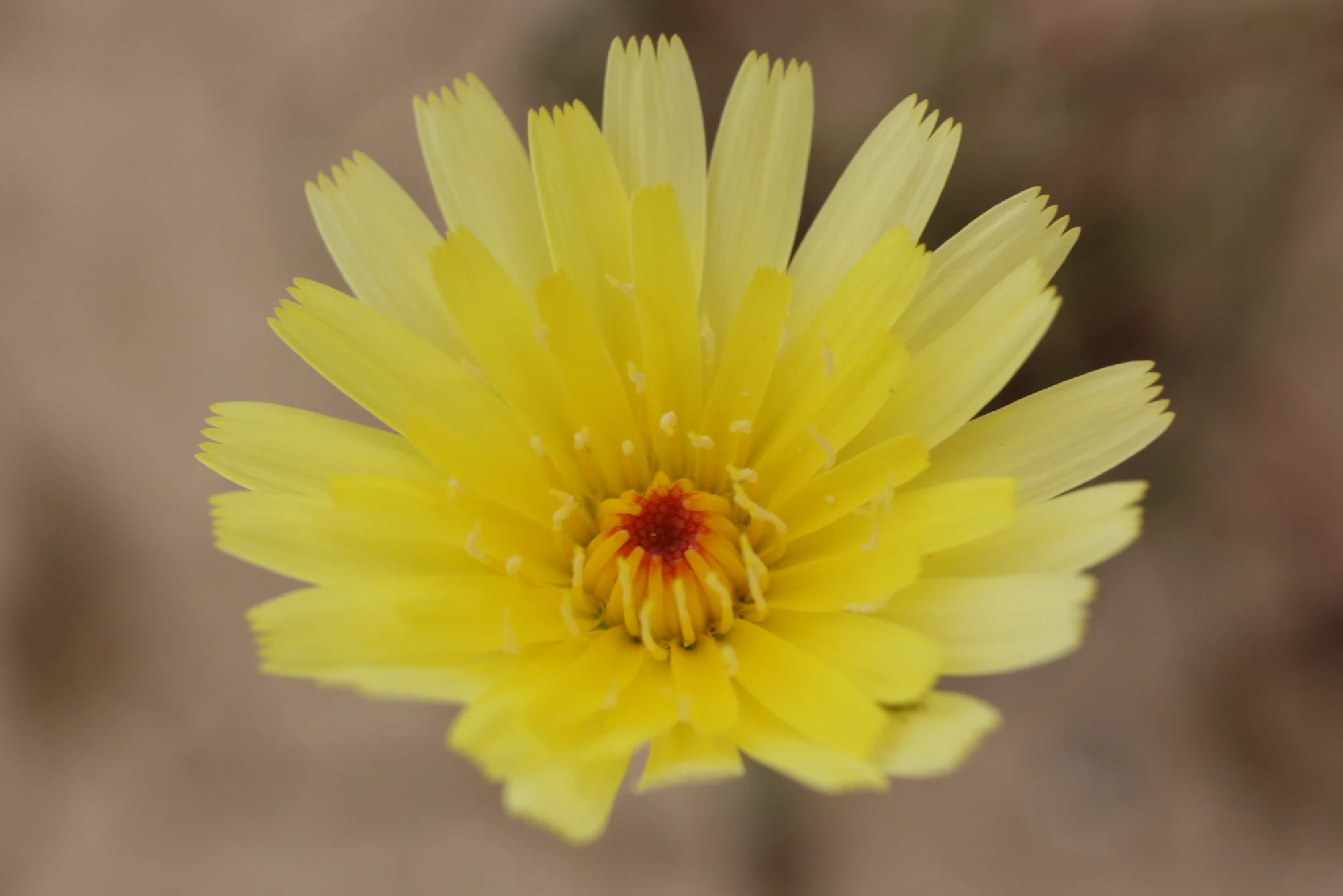  I think Desert Dandelion (Malacothrix glabrata) 