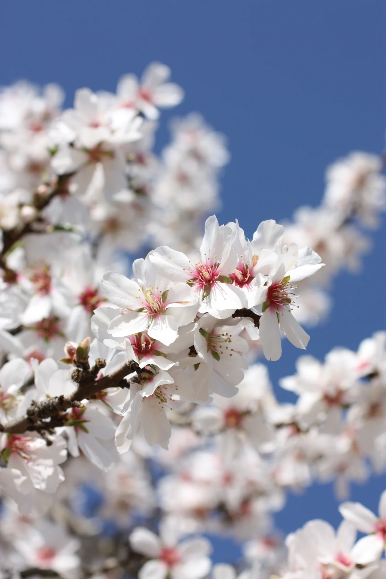  More almond blossoms 