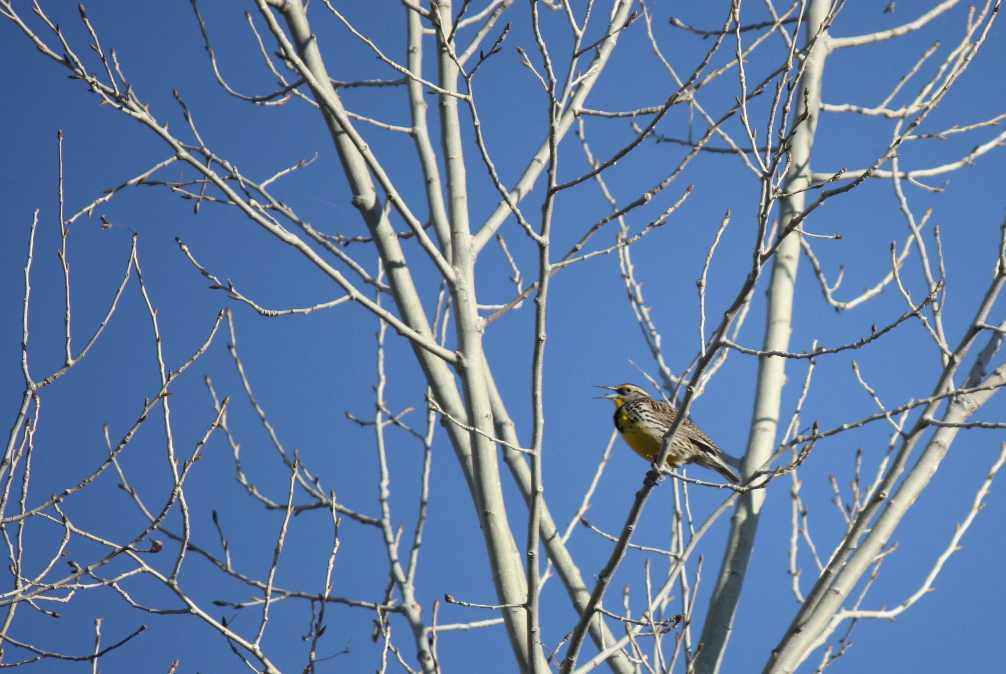  Western meadowlark 