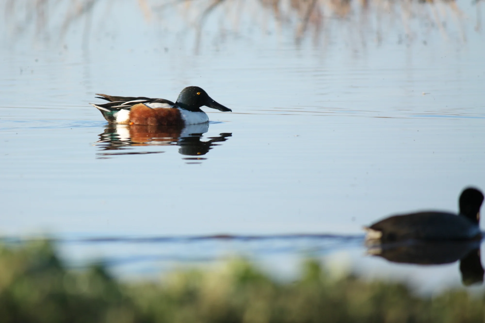  Northern Shoveler 