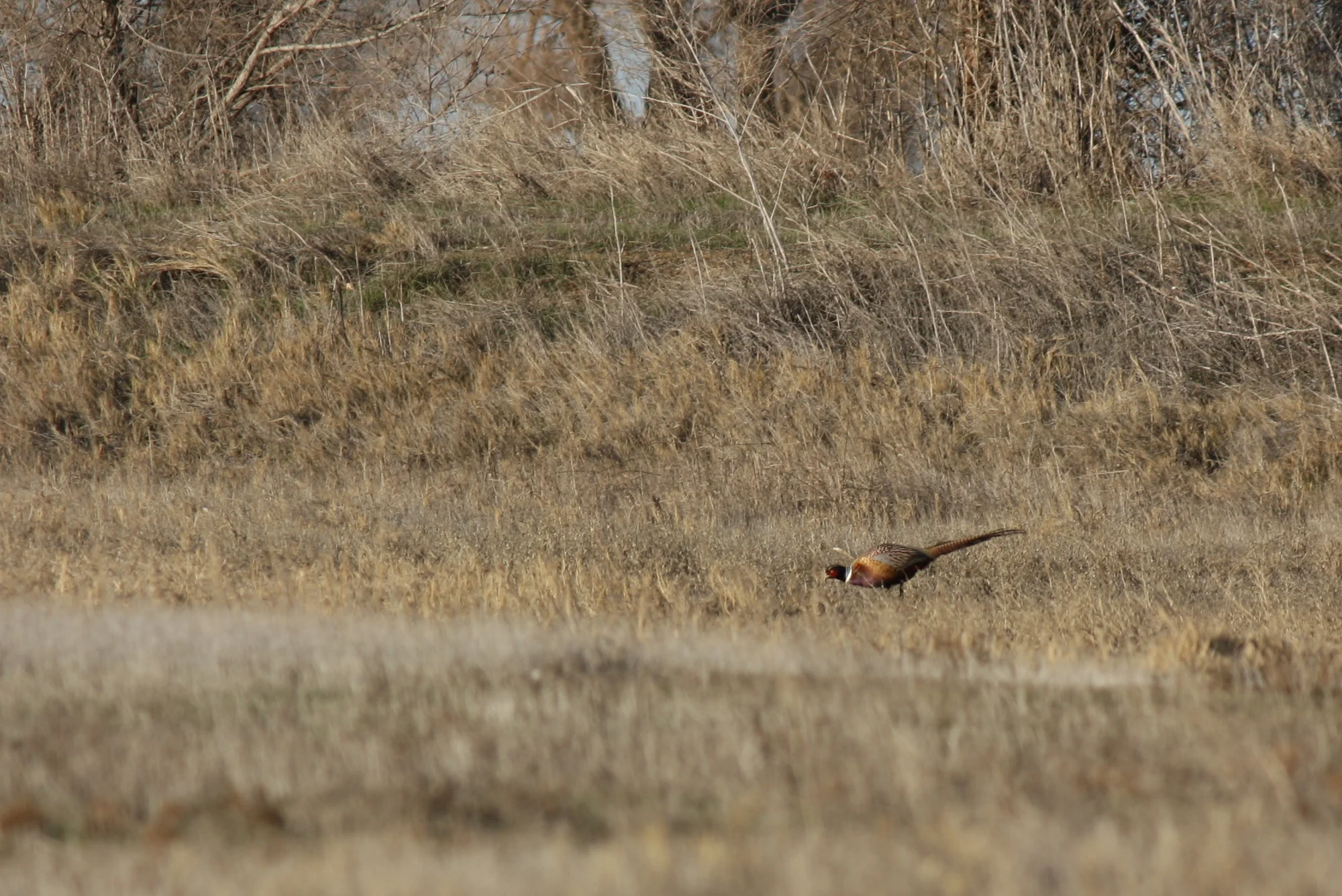  Ring-necked pheasant. I am trying to resist excessive superlative hyperbole but later I accidentally startled one into flight and the amber of the angled setting sun on its russet feathers was among the most beautiful things I've ever seen. 