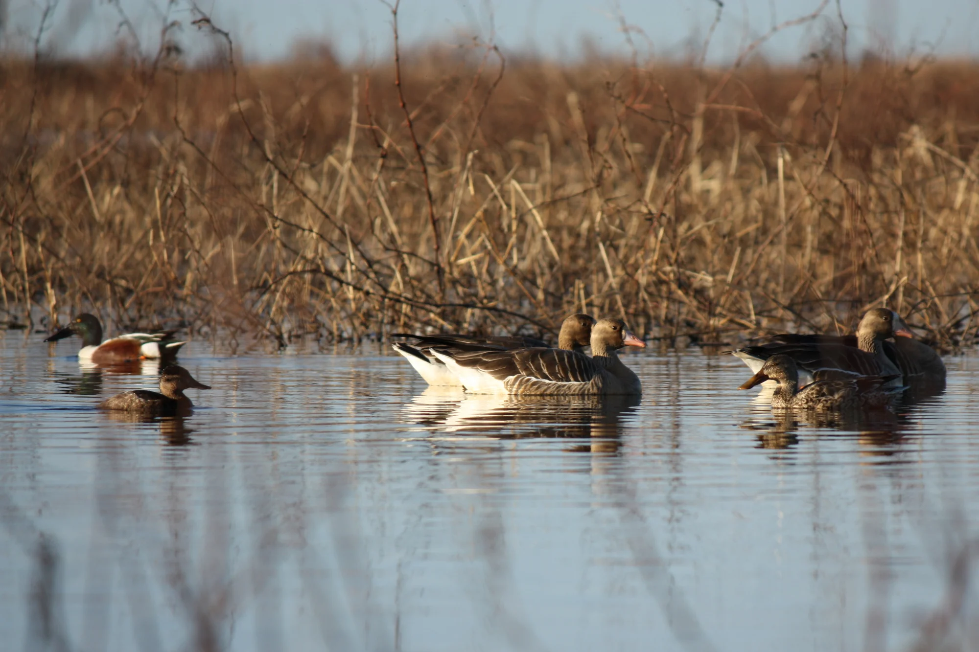  I think maybe Greater White-Fronted Goose, another shoveler and maybe a shoveler duckling. 