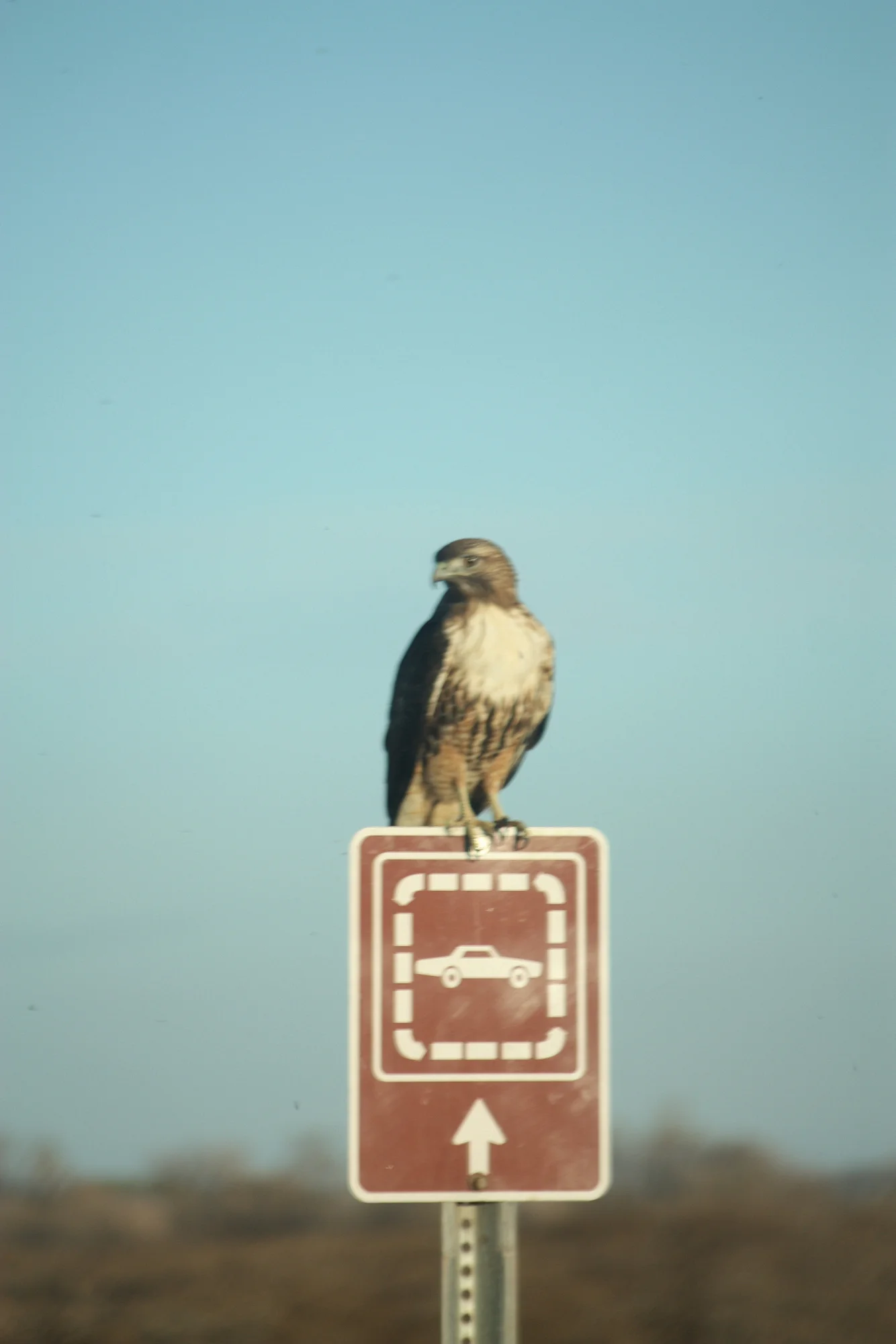  I don't know my hawks but I think Red-Tailed. This guy was so close but my camera couldn't focus through the dusty windshield. 