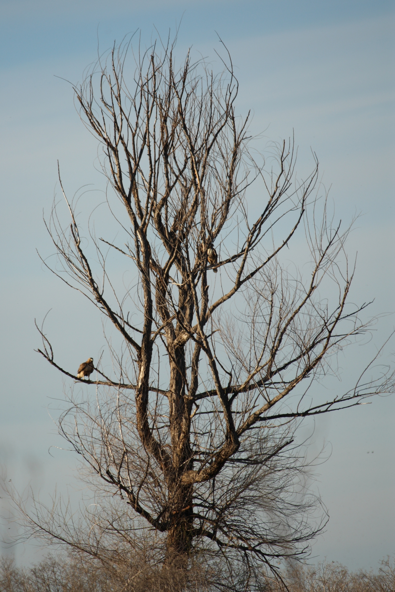  Two hawks. I think Red-Tailed. 